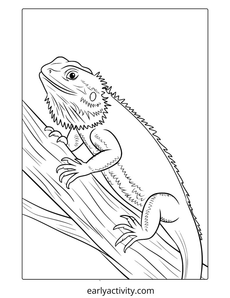 8_ bearded dragon coloring page